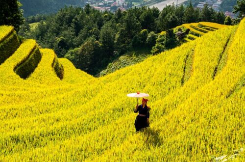 mountains, plateau, nature, step, field, people, rice, countryside, outdoors, agriculture