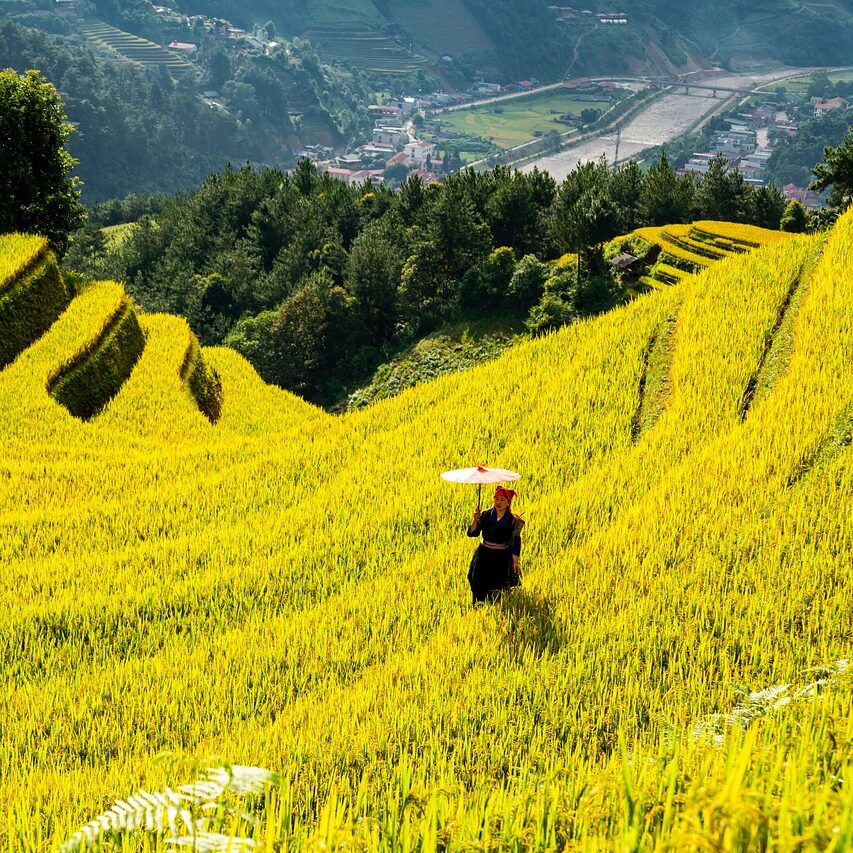 mountains, plateau, nature, step, field, people, rice, countryside, outdoors, agriculture